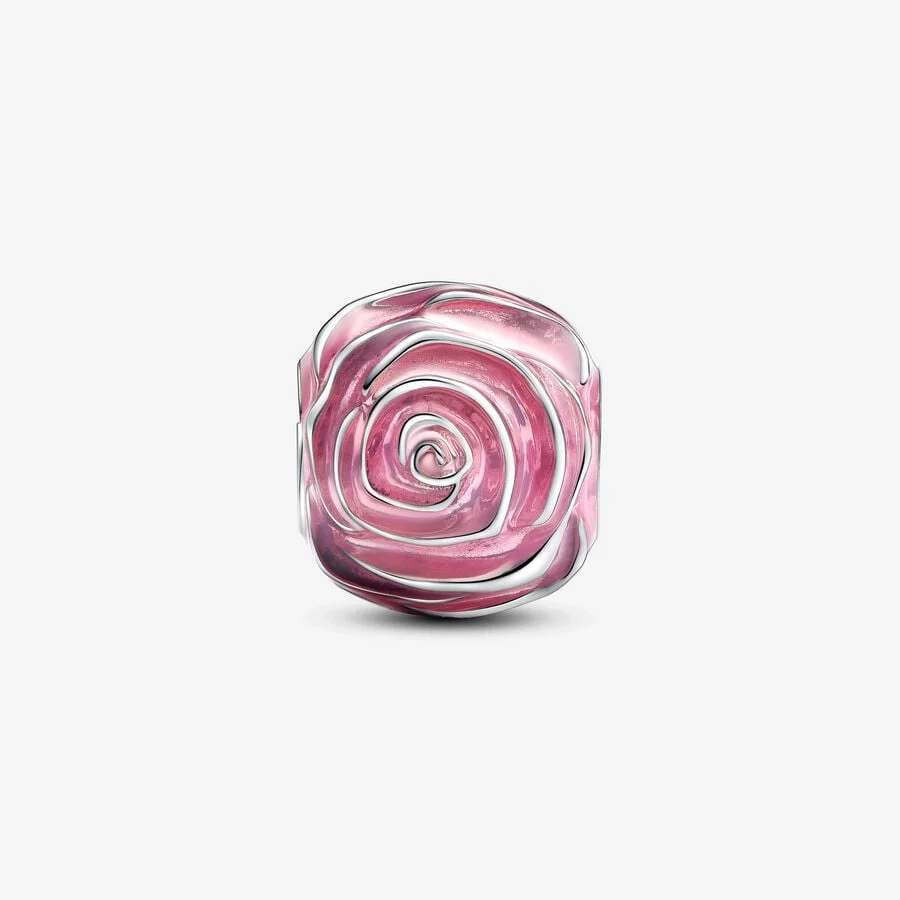 Pink Rose in Bloom